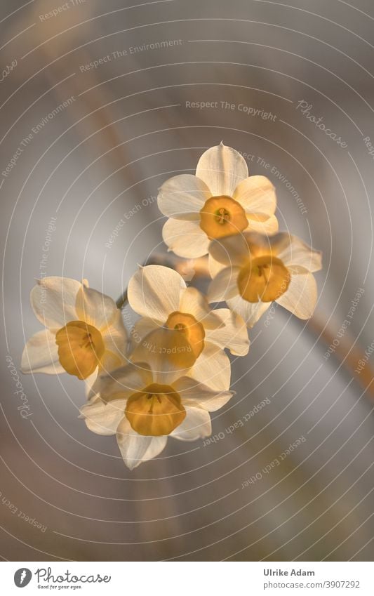Spring awakening - light-flooded blossoms of the daffodils Design Harmonious Relaxation Calm Meditation Decoration Wallpaper Image Card Easter Nature Plant