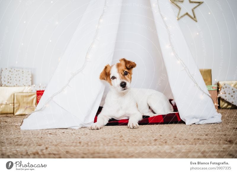 cute jack russell dog at home standing with Christmas decoration. Christmas time christmas teepee december adoption indoor pet studio red santa present
