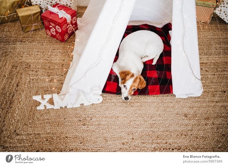cute jack russell dog at home standing with Christmas decoration. Christmas time christmas teepee december adoption indoor pet studio red santa present