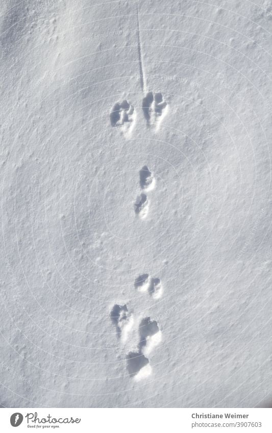 Hare track in the snow hate trail Snow hare Wild animal Animal Winter Seasons Nature Hunting trace Animal tracks Animal Trace Deserted Colour photo