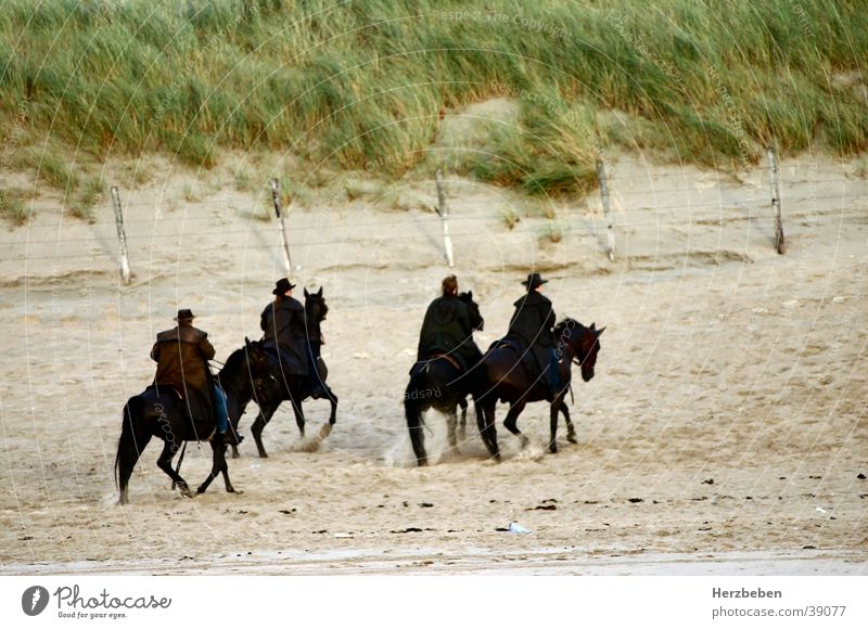 The beach riders Horse Black Beach Group Rider Sand Nature Beach dune