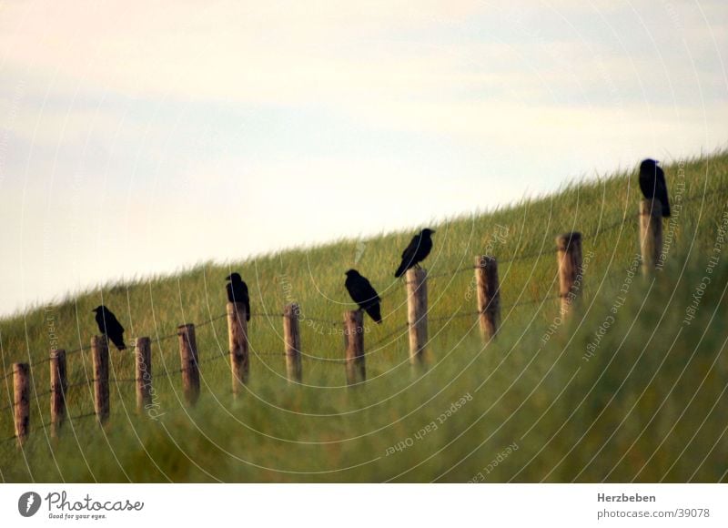 ravens Raven birds Marram grass Bird Black Grass Transport Beach dune
