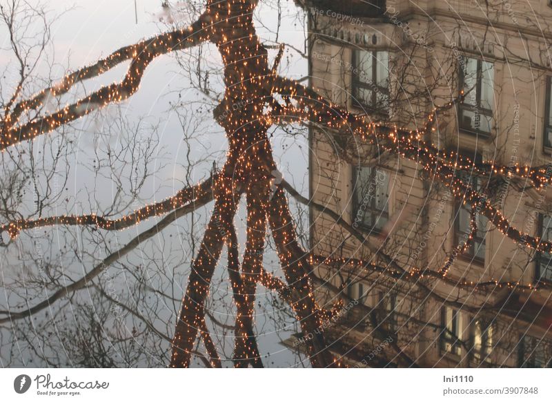 a tree decorated with fairy lights and a house reflected in the water reflection Tree Old building House (Residential Structure) clearer Light chains twigs