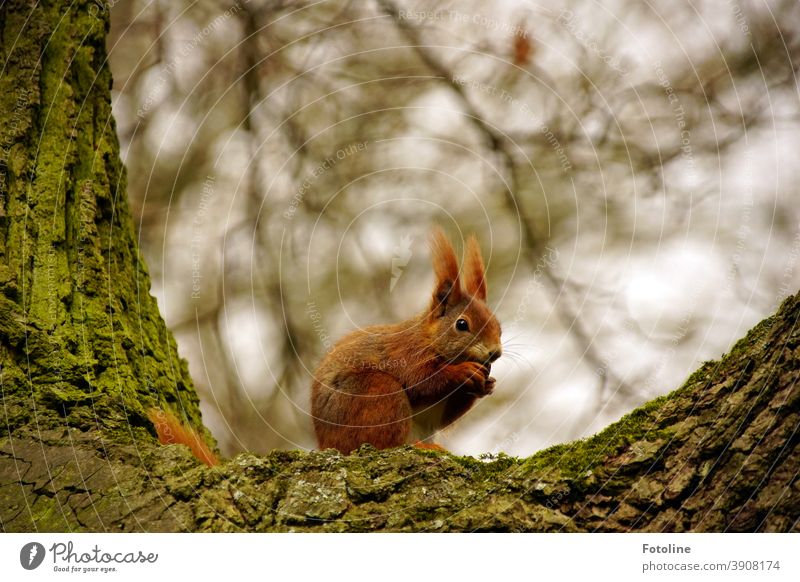 Little snack - or a red squirrel sits on a tree and nibbles on a little snack Squirrel Animal Cute Nature Colour photo Wild animal Exterior shot 1 Day Deserted