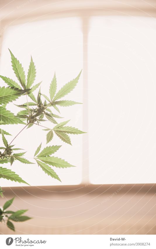 grow hemp plant Hemp Marijuana drugs own requirements Extend medicinal plant leaves Blossom Intoxicant legalize