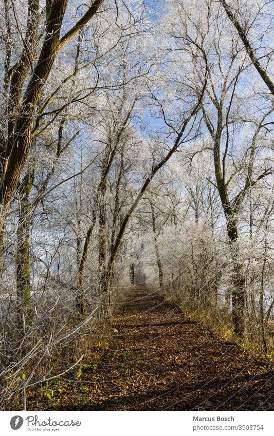 Forest path in winter Tree chill Hoar frost forest path trees Blue sky Ice Cold hoar frost off White Winter