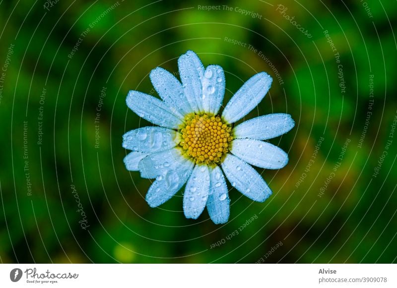 Anthemis Daisy in the morning nature plant anthemis garden green spring yellow background white flower blossom beautiful flora bright natural floral chamomile