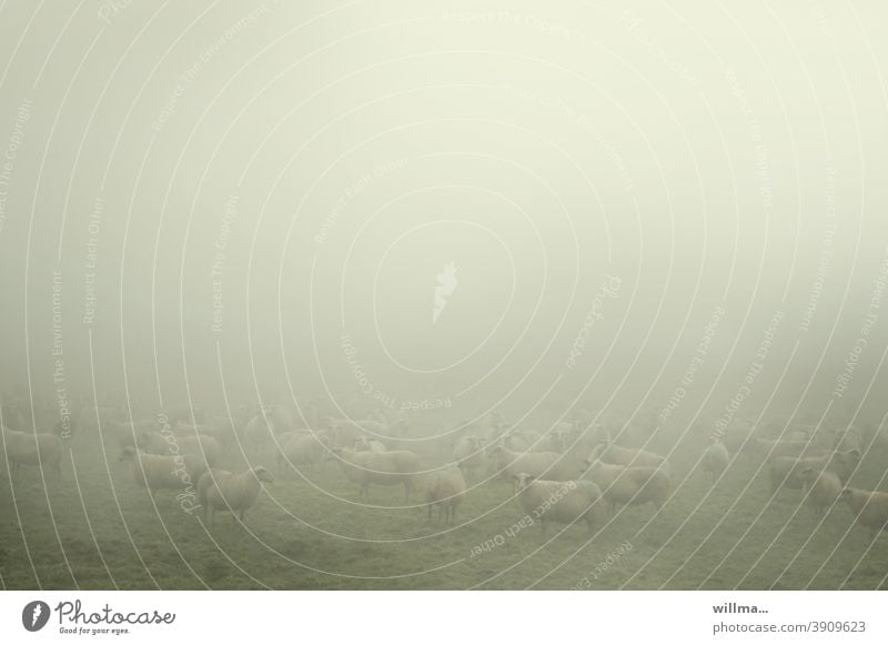Sheep in the fog sheep Flock herd animals Fog Herd Meadow Farm animals domestic Copy Space Animal