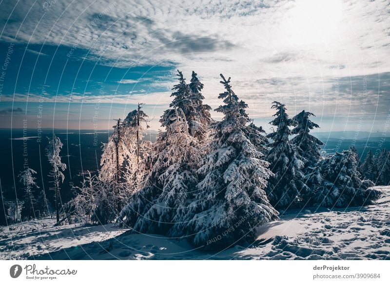 Snow-covered coniferous trees with sun in the resin Joerg farys National Park nature conservation Lower Saxony Winter Harz Experiencing nature Nature reserve