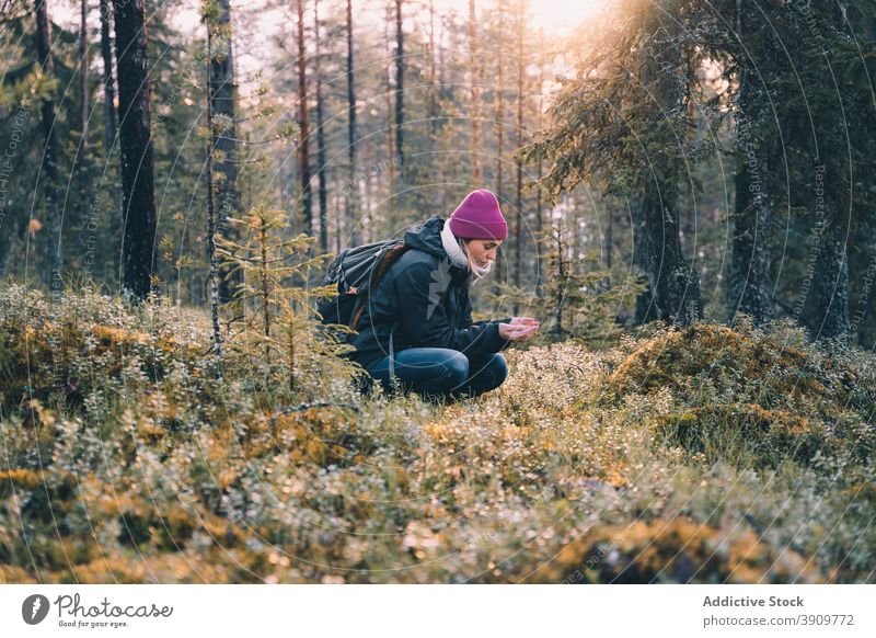 Female traveler in forest in morning woman woods explorer plant winter sunrise female cold season environment trip holiday relax woodland scenic enjoy freedom