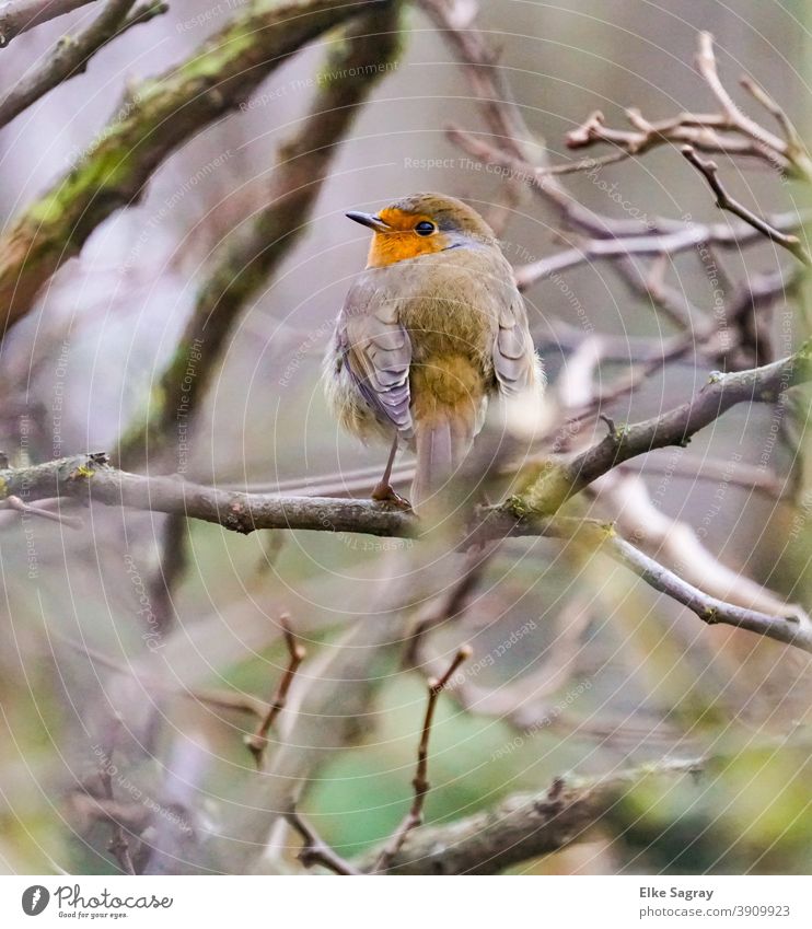 Bird photograph - "Robin "- the robin after a cold night Robin redbreast Exterior shot Deserted Shallow depth of field Day Tree Sit Small