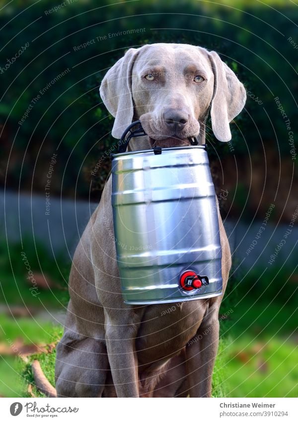 Weimaraner hunting dog retrieves beer barrel Dog Hound Beer keg Retrieve Bring Carrying stop pointing dog Gray Short-haired Noble Funny Firm man-sharp