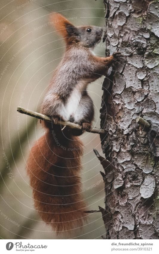 Squirrel on tree oakhorn croissant cute Pelt Cute Brown Mammal animal portrait Rodent Animal Nature Paw Tree Forest Wild animal Bushy Ear Tails Small Meadow