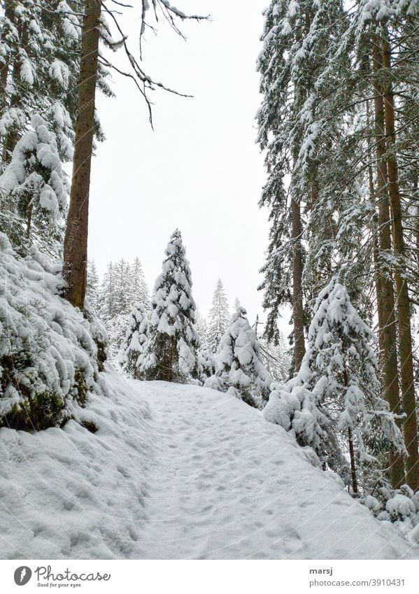 Fresh snowy forest, Advent magic Winter's day Winter magic winter Snow Spruce forest Hiking trails Promenade Landscape Frost Winter forest Winter vacation