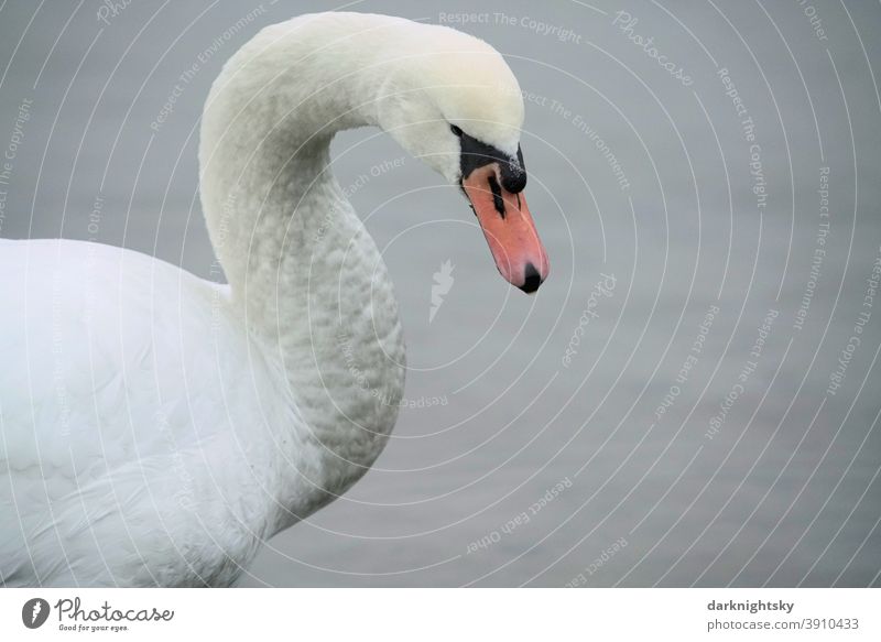 White feathered adult swan in the form of a portrait (Cygnus olor) with lowered head Looking away Animal portrait Morning Copy Space right Exterior shot
