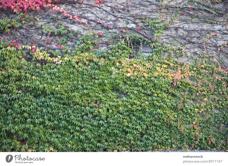 Ivy Covered Wall with Window wall autumn ivy plant window clinging repetition pattern abstract nature autumn leaf color no people nobody foliage vivid vibrant