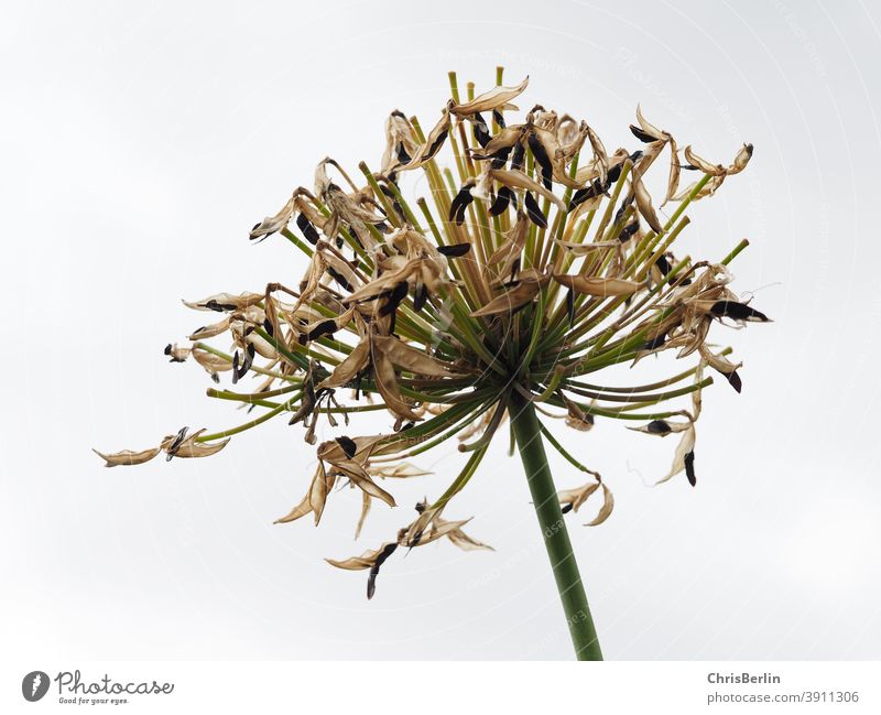 Withered flower spherical white White Blossom faded away Apiaceae Autumn Sky Plant Nature Flower Close-up Deserted Exterior shot Colour photo Umbellifer