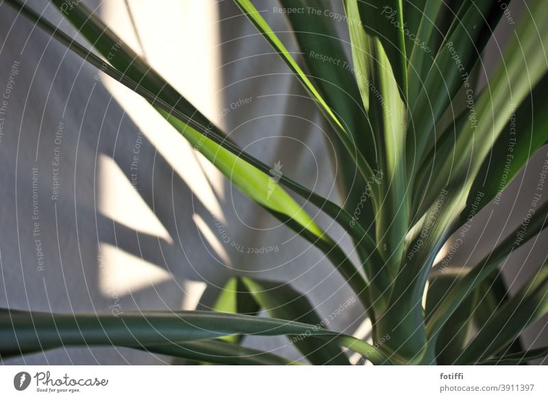 Under palm trees Plant Houseplant Palm tree Foliage plant Green Leaf Close-up Deserted Nature Exotic Growth Palm frond Tree Vacation & Travel Environment