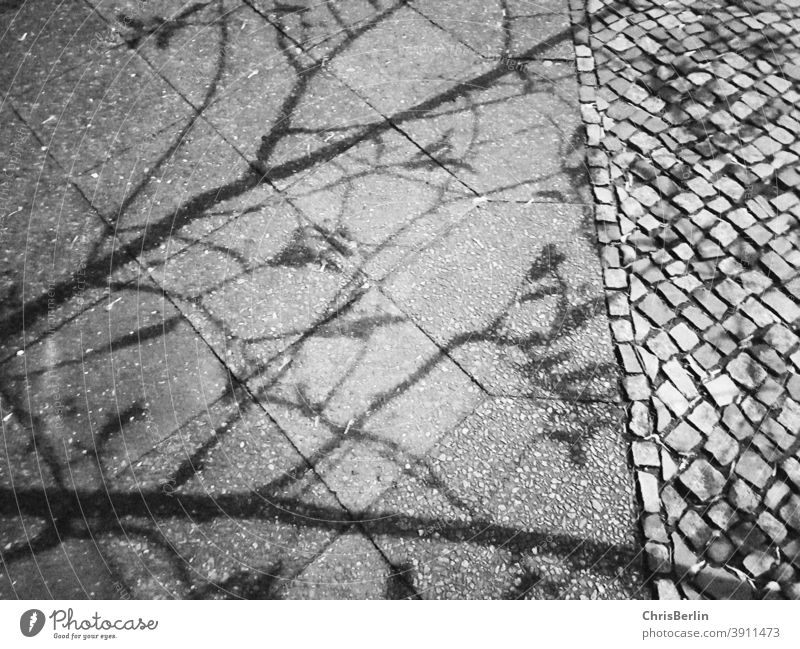 Shadow of a tree on the sidewalk off Exterior shot Deserted Lanes & trails Town Asphalt Sidewalk Tree leaves Gray Black & white photo
