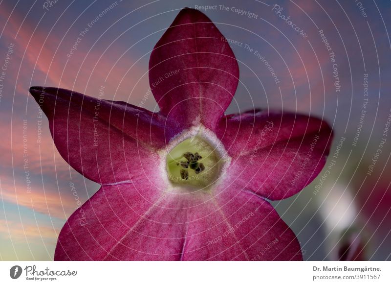 Ornamental tobacco, flower, Nicotiana x sanderae Tobacco Blossom Solanaceae Pink Hybrids summer bloomers