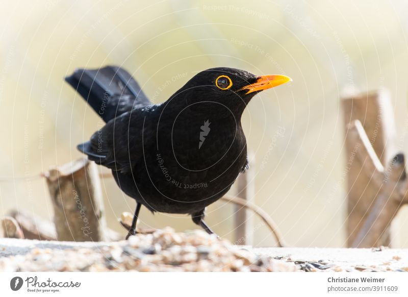 Blackbird on winter feeding Exterior shot Bird Songbirds Close-up Winter chill Cold Frosts Yellow Animal Nature Deserted Colour photo Day Wild animal