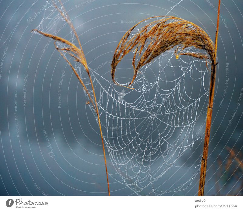 status quo Bushes Spider's web Plant Nature Environment Cobwebby Thin Calm Near Net Colour photo Close-up Detail Structures and shapes Deserted