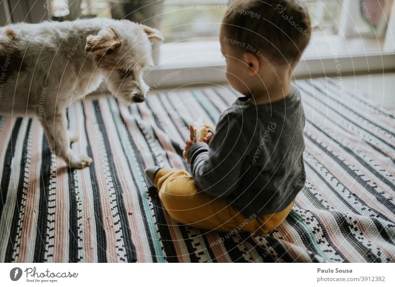 Child playing with dog at home childhood Together Pet Dog Authentic Love pet Playing Lifestyle Cute Animal Friendship Colour photo Infancy Love of animals