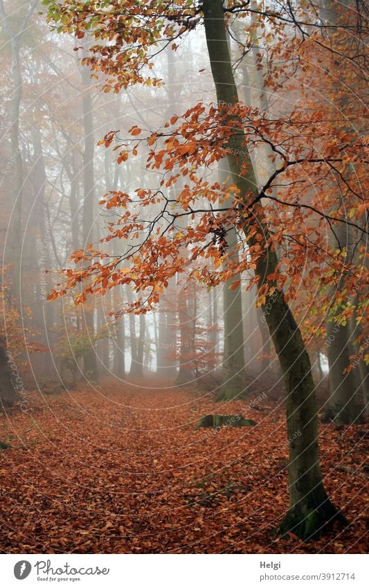 November fog in the beech forest Forest Beech wood Fog November Nebula Autumn Autumnal colours foliage leaves Tree Beech tree Woodground Mysterious opaque