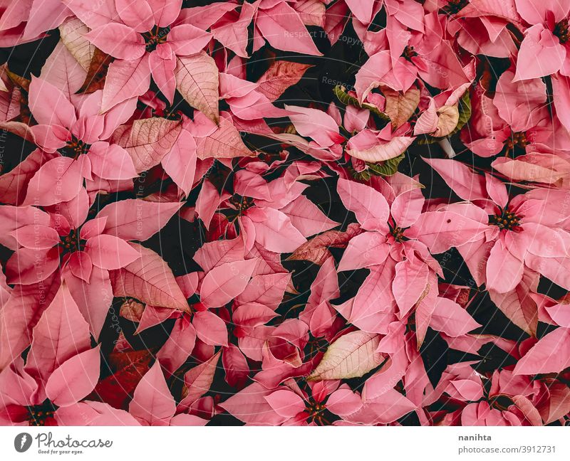 Pattern of poinsettia, the christmas flower euphorbia euphorbia pulcherrima red pink pattern texture organic flor floral decor decoration xmas plant many petal