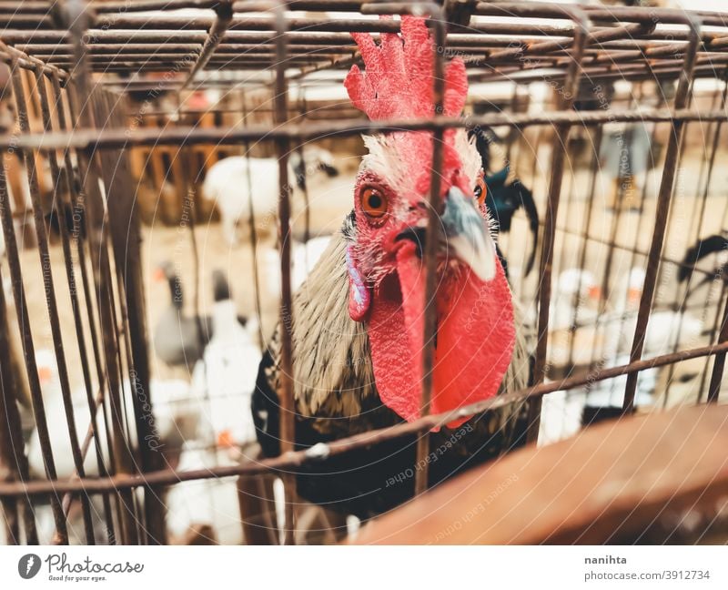 Cock locked in a cage cock - a Royalty Free Stock Photo from Photocase