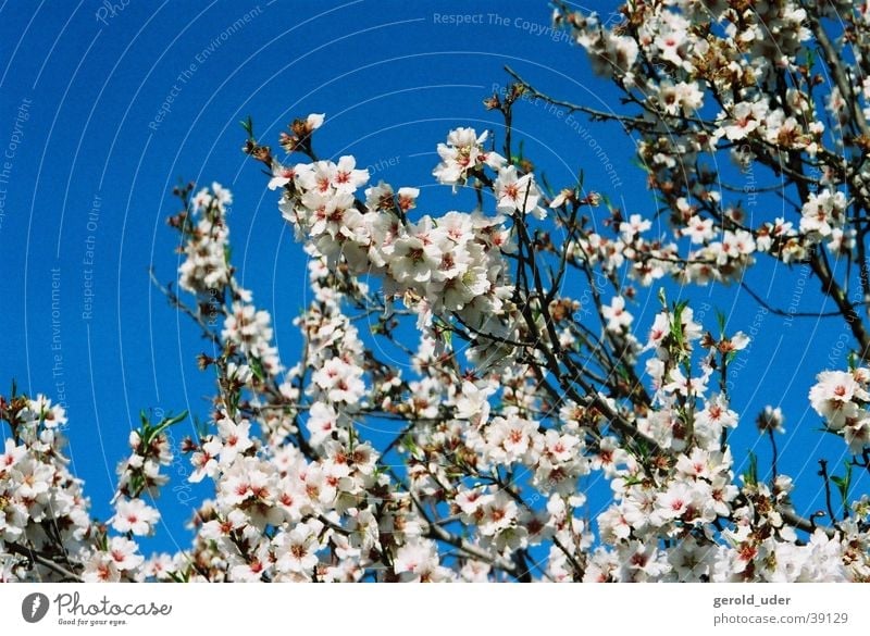 The blossoming of the almond trees Blossom Almond tree Majorca White Tree Spring Spring fever Blue Branch