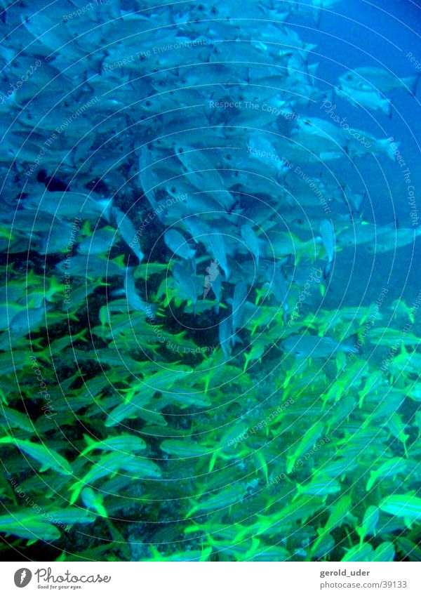 thermocline Snapper Mackerel Ocean Yellow Fish Shift work Flock Water Underwater photo Blue