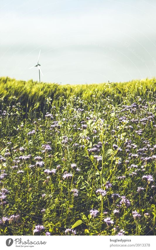 Renewable energy on the horizon flowers Flower meadow wild flowers wildflower meadow Wild plant Nature Meadow Blossom Blossoming Summer Plant meadow flowers