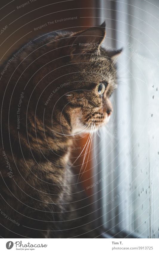 my cat watches the blackbird in the yard hangover Cat Kitchen Window see Animal Pet Domestic cat Animal portrait Cute Pelt Colour photo Animal face Looking