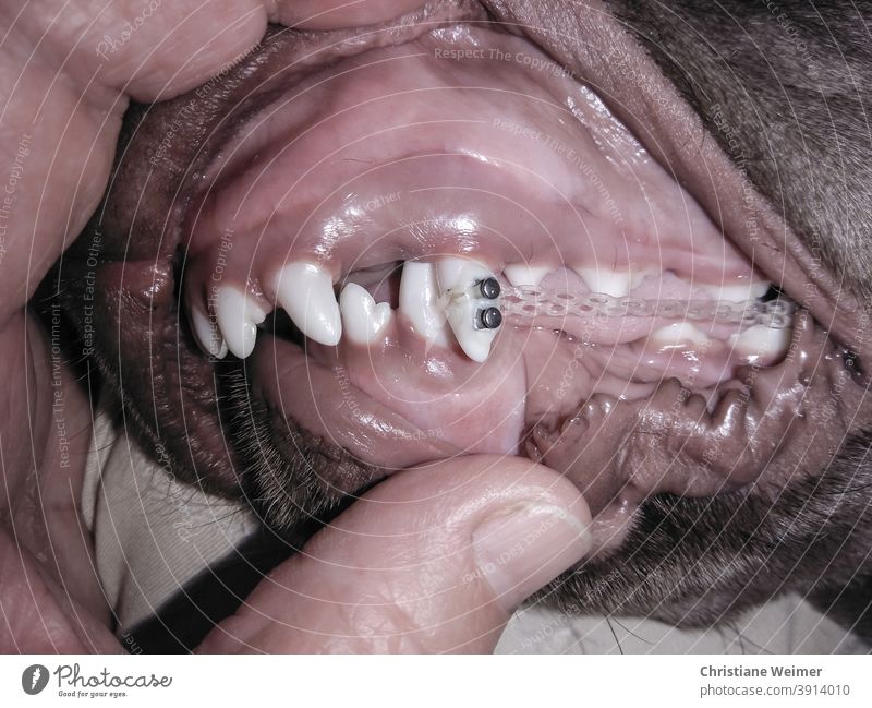 Dog teeth with braces Dog Dentures Braces Animal Mammal Teeth tooth correction Set of teeth brackets Denture correction Backbite Hound Gray Short-haired