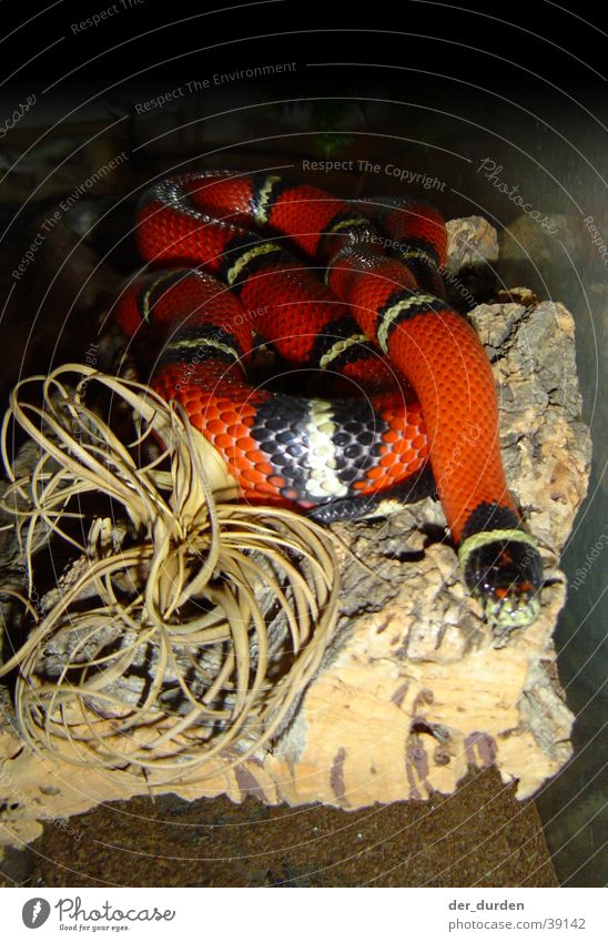 King snake (Lampropeltis Triangulum Sinaloa) Terrarium North America king snake Snake triangular snake milk snake Mexico