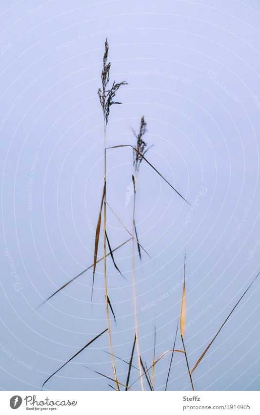 thin grass in front of an invisible lake Common Reed reed Grass tall grass Reed Reed native wild plants Reeds reed grass Minimalistic Subtle blades of grass