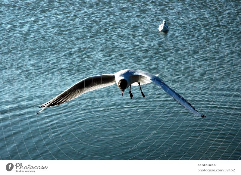 Seagull #2 Ocean Feeding Scream Sailing North Sea