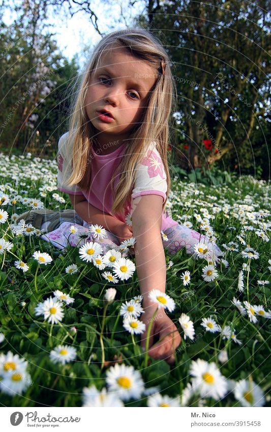 I'm gonna pick me a daisy... Meadow Garden Green Grass Nature Summer Flower Daisy Spring Plant White Yellow Blossoming Flower meadow Spring fever Long-haired