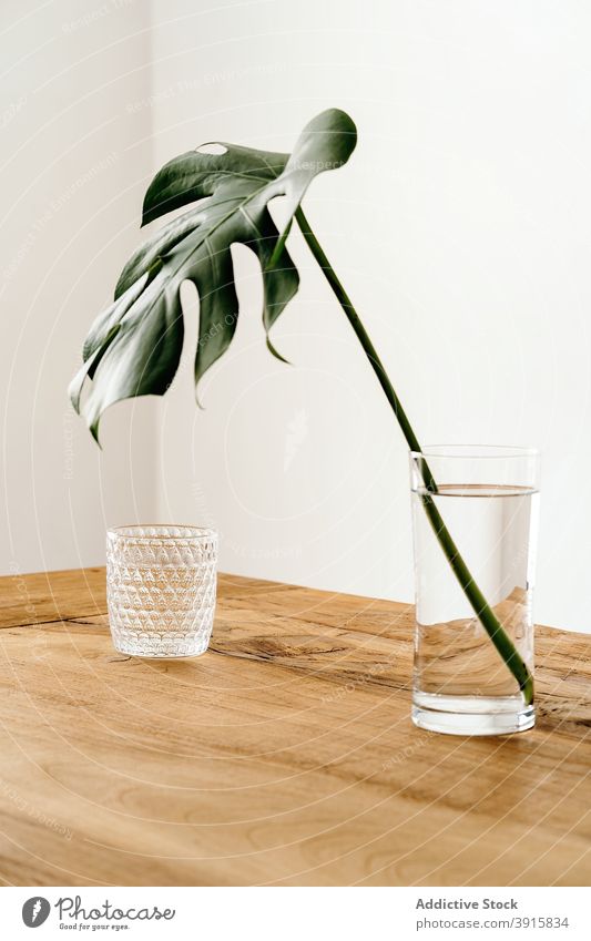 Green plant in vase on table monstera water glass minimal interior stem wooden style natural simple design fresh decoration home desk light apartment decorative