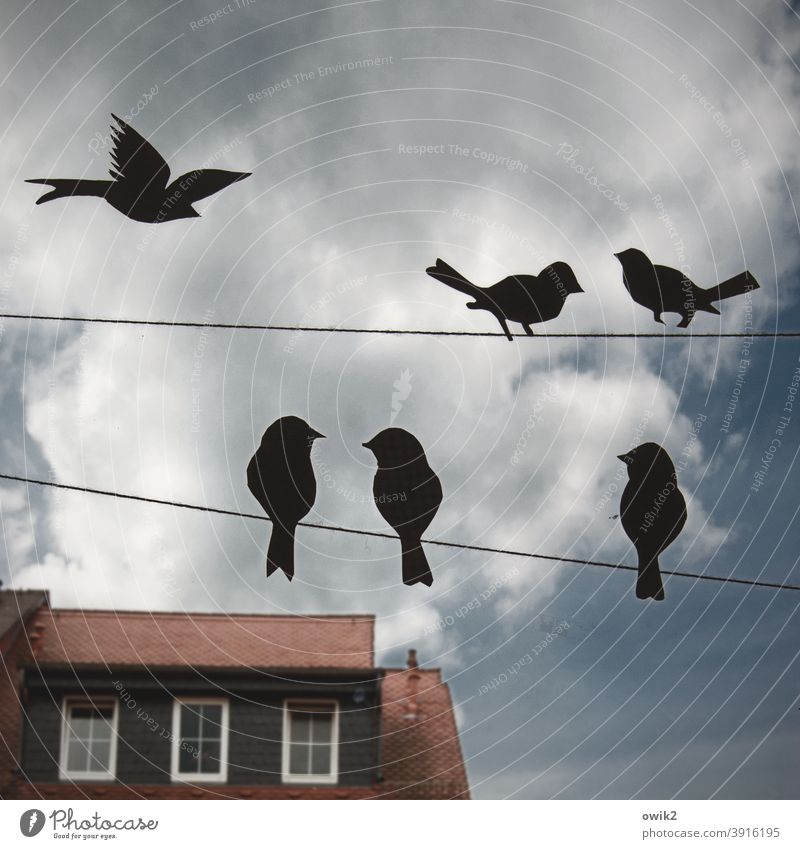 chat Window decoration birds Paper Silhouette Sit Flying chatter tweet Contact meetings togetherness Housefront variegated roofs Facade Sky Opposite