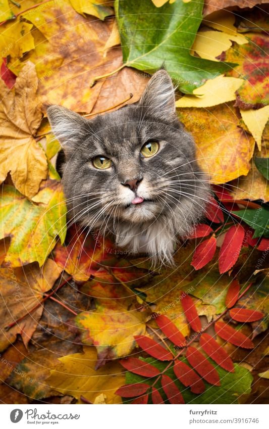 blue tabby cat surrounded by colorful autumn leaves portrait with copy space maine coon cat longhair cat one animal cute adorable beautiful fluffy fur feline