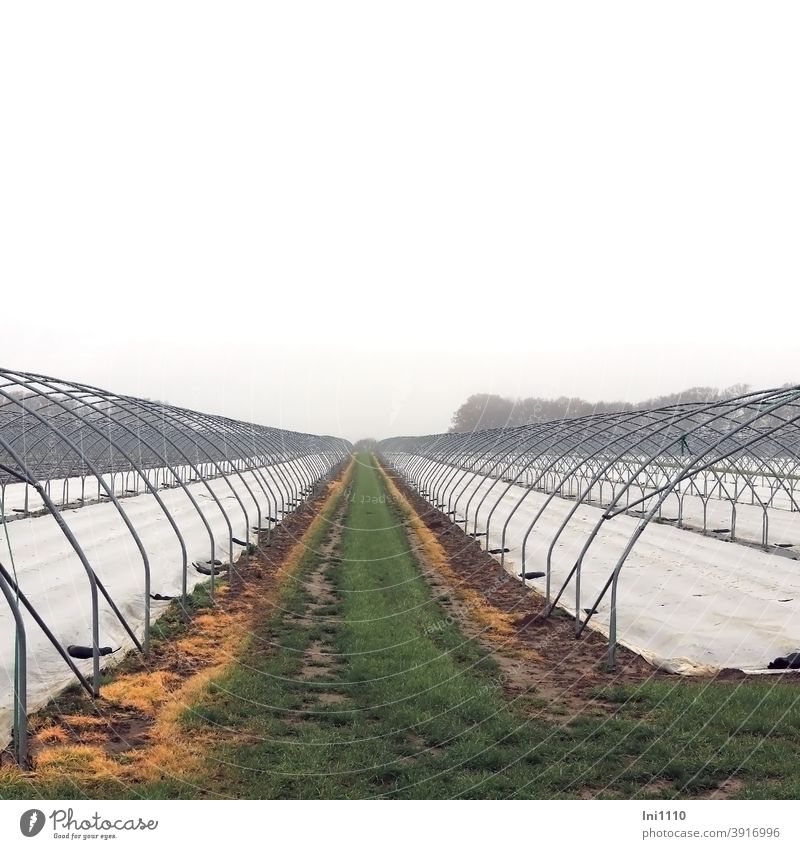 Field path between two foil tunnels with covered soil linkage Lanes & trails Agriculture Strawberry Planting Packing film primed Tunnel Foil greenhouse
