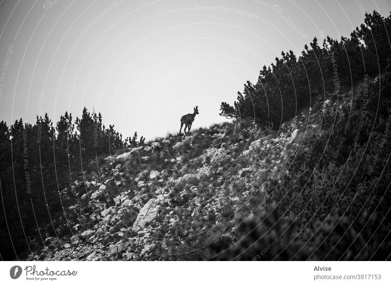 ibex silhouette nature wild animal alpine europe wildlife wilderness mammal rock goat natural landscape mountain alps horn european male fauna national