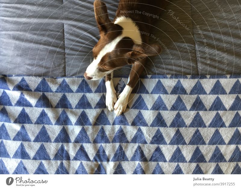 Bird's eye view of a brown and white mixed breed Collie dog sitting on a bed with blue and gray linens border collie rescue dog adopt markings ears paws