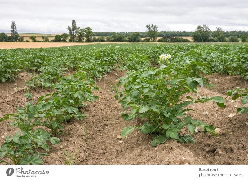 Flowering potato plant in a field in the province of Álava, Basque Country, Spain alava Field Plant Nutrition organic salubriously nobody Landscape Tradition