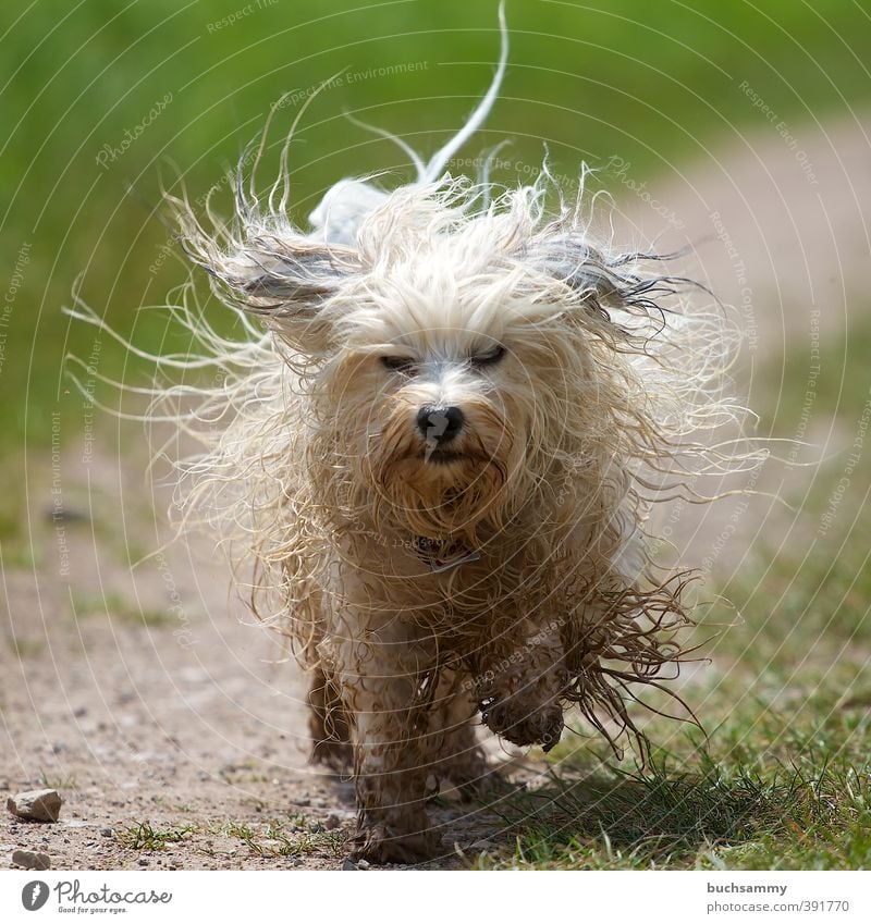 mophead Hair and hairstyles Hairdresser Meadow Lanes & trails Long-haired Pet Dog Pelt 1 Animal Running Dirty Small Wet Speed Green White Passion Action