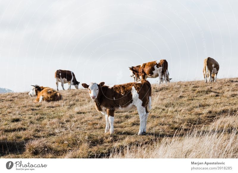 Group of cows in the field in autumn agriculture animal animals beef breed brown calf cattle country countryside dairy day domestic eating europe fall farm
