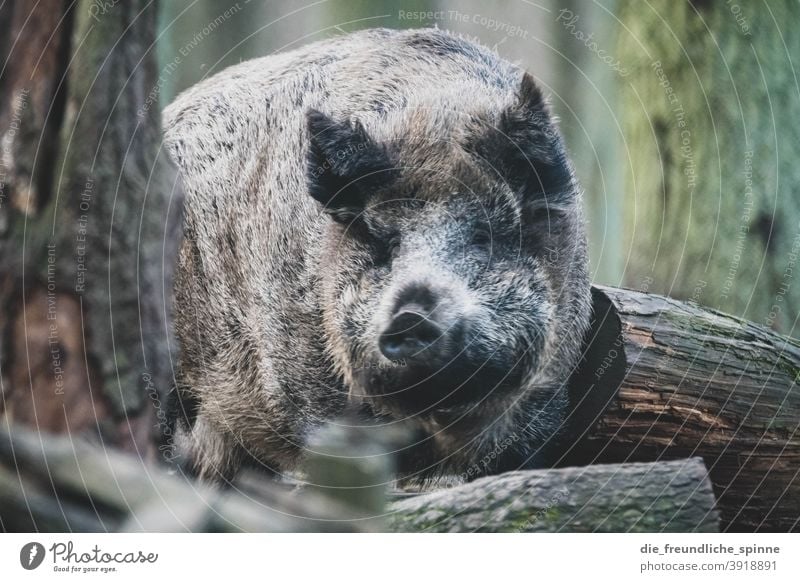 Wild boar in the forest Swine Animal Wild animal Sow Mammal Piglet Animal portrait Snout Deserted Dirty Exterior shot Farm Farm animal Agriculture Grunt Meat