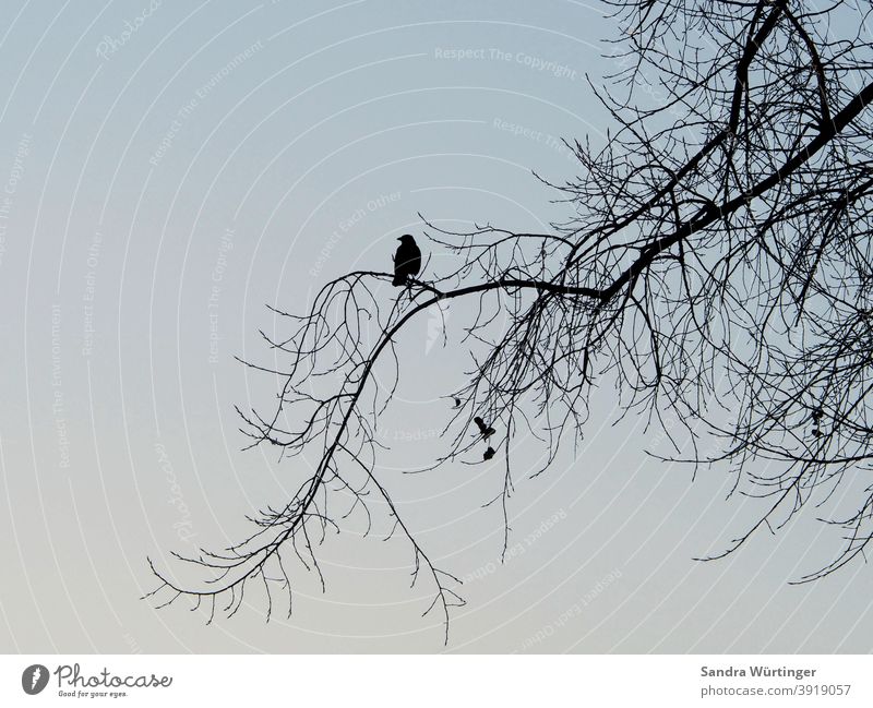 Crow/raven sitting on bare tree in winter Winter Bleak Treetop Winter mood Sky Nature Landscape Blue Gloomy Silhouette contour depression Hope hopelessly